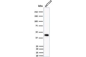 Western Blot Analysis of human HCT116 cell lysate using Cytokeratin 18 Mouse Monoclonal Antibody (DC10). (Cytokeratin 18 Antikörper)