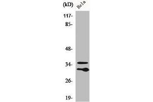 Western Blot analysis of HuvEc cells using C1qL2 Polyclonal Antibody (C1QL2 Antikörper  (C-Term))