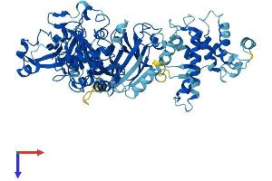 Calpain 8 Protein (CAPN8) (AA 1-703) (His tag)