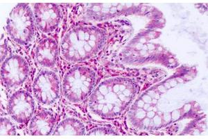 Anti-DUSP23 antibody IHC staining of human colon, epithelium. (DUSP23 Antikörper  (Internal Region))
