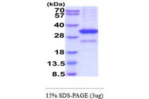 SDS-PAGE (SDS) image for CD52 (CD52) (AA 21-248) protein (hIgG-His-tag) (ABIN6388179)