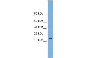 WB Suggested Anti-CHCHD1 Antibody Titration: 0. (CHCHD1 Antikörper  (N-Term))