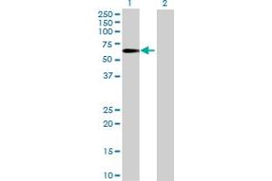 Western Blot analysis of IFRD2 expression in transfected 293T cell line ( H00007866-T01 ) by IFRD2 MaxPab polyclonal antibody. (IFRD2 Antikörper  (AA 1-442))