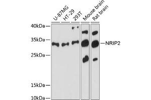 Western blot analysis of extracts of various cell lines, using NRIP2 antibody  at 1:3000 dilution. (NRIP2 Antikörper  (AA 1-281))