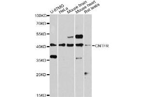 Western blot analysis of extracts of various cell lines, using CNTFR antibody (ABIN5971448) at 1:3000 dilution. (CNTF Receptor alpha Antikörper)