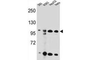 Western Blotting (WB) image for anti-Kinase Suppressor of Ras 2 (KSR2) antibody (ABIN2996197) (KSR2 Antikörper)
