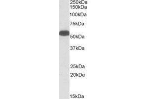 Western Blotting (WB) image for anti-GLUD1 / GLUD2 (Internal Region) antibody (ABIN2464612) (GLUD1 / GLUD2 (Internal Region) Antikörper)