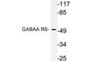 Western blot (WB) analysis of GABAA Rδ antibody in extracts from HT-29 cells. (GABRD Antikörper)