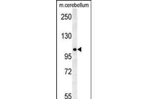 NDST2 Antibody (C-term) (ABIN651945 and ABIN2840469) western blot analysis in mouse cerebellum tissue lysates (15 μg/lane). (NDST2 Antikörper  (AA 817-844))
