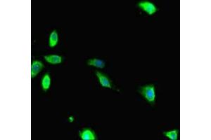 Immunofluorescent analysis of Hela cells using ABIN7167096 at dilution of 1:100 and Alexa Fluor 488-congugated AffiniPure Goat Anti-Rabbit IgG(H+L) (RANBP1 Antikörper  (AA 52-111))