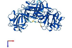 Fascin 2 Protein (FSCN2) (AA 1-492) (His tag)