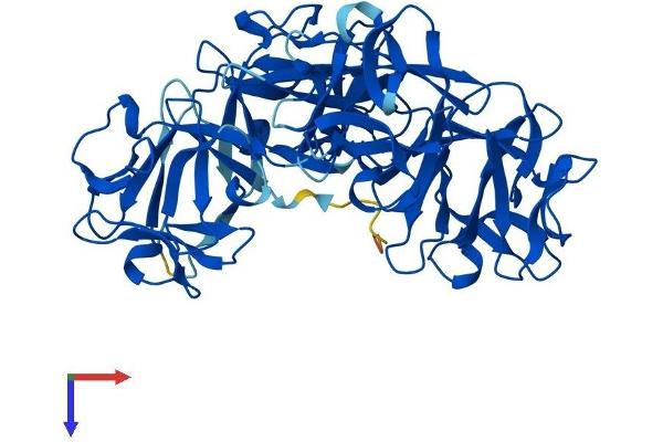 Fascin 2 Protein (FSCN2) (AA 1-492) (His tag)
