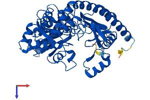 AlphaFold protein structure predicition of Human Recombinant PHYKPL Protein, UniprotID Q8IUZ5