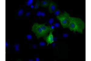 Immunofluorescence (IF) image for anti-Proteasome (Prosome, Macropain) 26S Subunit, ATPase, 3 (PSMC3) antibody (ABIN1501330) (PSMC3 Antikörper)
