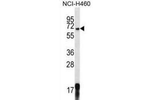 Western Blotting (WB) image for anti-G-Protein Signaling Modulator 1 (GPSM1) antibody (ABIN2996918) (GPSM1 Antikörper)