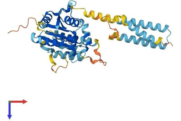 PSTK Protein (AA 1-359) (His tag)