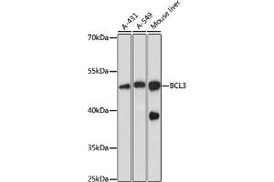 Western blot analysis of extracts of various cell lines using BCL3 Polyclonal Antibody at dilution of 1:1000. (BCL3 Antikörper)