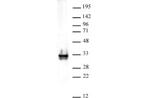 Histone H1 pAb tested by Western blot. (Histone H1 Antikörper)