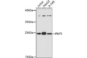 Western blot analysis of extracts of various cell lines, using PMF1 antibody (ABIN7269449) at 1:1000 dilution. (PMF1 Antikörper  (AA 1-205))