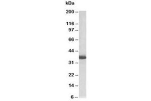 Western blot testing of HEK293 lysate with GAPDH loading control antibody at 0. (GAPDH Antikörper  (Biotin))
