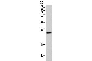 Western blot analysis of Mouse lung tissue using HIST1H1T Polyclonal Antibody at dilution of 1:400 (Histone Cluster 1, H1t (HIST1H1T) Antikörper)