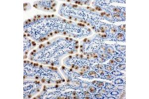Anti-Hsp105 antibody, IHC(P) IHC(P): Rat Intestine Tissue