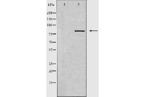 Western blot analysis of extracts from HepG2 cells, using DCLK2 antibody. (DCLK2 Antikörper  (N-Term))