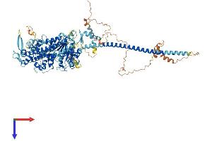 Myosin XIX Protein (MYO19) (AA 1-970) (His tag)