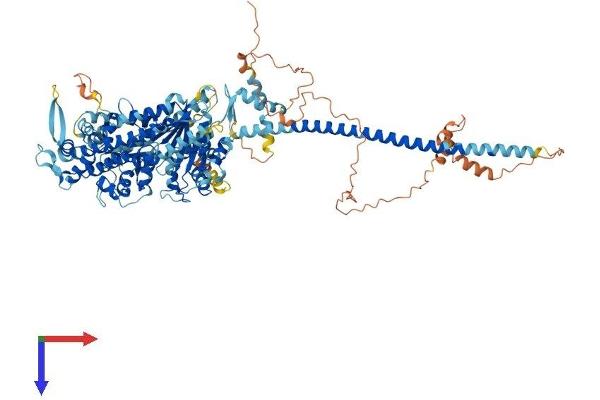 Myosin XIX Protein (MYO19) (AA 1-970) (His tag)