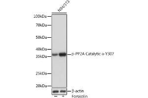 Western blot analysis of extracts of NIH/3T3 cells, using Phospho-PP2A Catalytic α-Y307 Rabbit mAb (ABIN7269684) at 1:1000 dilution. (PPP2CA Antikörper  (pTyr307))