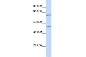 WB Suggested Anti-TBX15 Antibody Titration:  0. (T-Box 15 Antikörper  (C-Term))