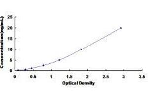 ELISA image for Arachidonate Lipoxygenase 3 (ALOXE3) ELISA Kit (ABIN418786)