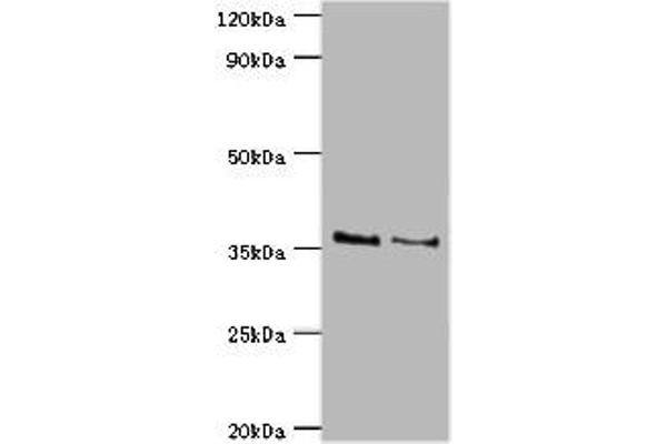 HOXA1 Antikörper  (AA 75-205)