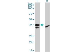 Western Blotting (WB) image for anti-Transcription Factor 19 (TCF19) (AA 17-102) antibody (ABIN563123)