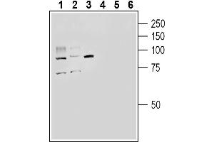 Western blot analysis of rat small intestine lysate (lanes 1 and 4), mouse lung lysate (lanes 2 and 5 ) and mouse kidney lysate (lanes 3 and 6):1-3.