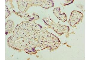 Immunohistochemistry of paraffin-embedded human placenta tissue using ABIN7158182 at dilution of 1:100 (LRRC42 Antikörper  (AA 201-428))