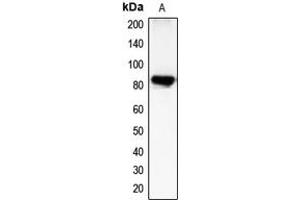 Western blot analysis of CHML expression in COLO205 (A) whole cell lysates.
