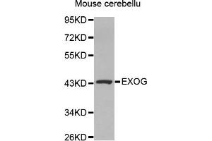 Western Blotting (WB) image for anti-Endo/exonuclease (5'-3'), Endonuclease G-Like (EXOG) antibody (ABIN1875483) (EXOG Antikörper)