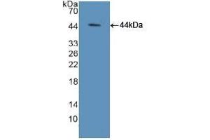 Detection of Recombinant ELOA, Mouse using Polyclonal Antibody to Elongin A (ELOA) (TCEB3 Antikörper  (AA 76-345))