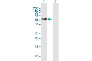 Western Blot analysis of NTNG1 expression in transfected 293T cell line by NTNG1 MaxPab polyclonal antibody.