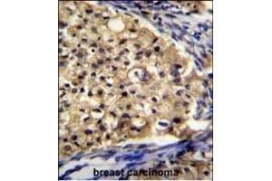 Immunohistochemistry (Paraffin-embedded Sections) (IHC (p)) image for anti-Solute Carrier Family 16, Member 13 (Monocarboxylic Acid Transporter 13) (SLC16A13) (AA 398-426), (C-Term) antibody (ABIN655357)