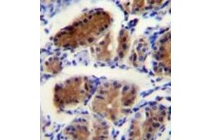 Immunohistochemistry analysis in formalin fixed and paraffin embedded human stomach tissue reacted with LUC7L Antibody (Center) followed by peroxidase conjugation of the secondary antibody and DAB staining. (LUC7L Antikörper  (Middle Region))