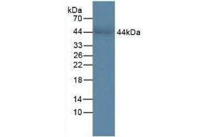 Detection of CHI3L1 in Human Serum using Polyclonal Antibody to Chitinase-3-like Protein 1 (CHI3L1) (CHI3L1 Antikörper  (AA 112-377))