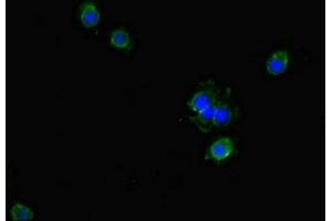 Immunofluorescent analysis of Hela cells using ABIN7154573 at dilution of 1:100 and Alexa Fluor 488-congugated AffiniPure Goat Anti-Rabbit IgG(H+L) (GCHFR Antikörper  (AA 11-55))