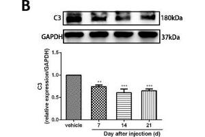 Minocycline reverted the A1/A2 ratio of reactive astrocytes and relieved mechanical allodynia in rats after SMIR. (GAPDH Antikörper)
