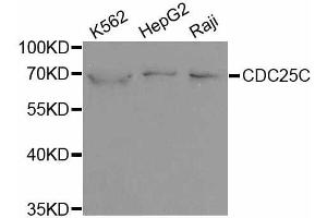 Western blot analysis of extracts of various cell lines, using CDC25C antibody. (CDC25C Antikörper  (AA 174-473))