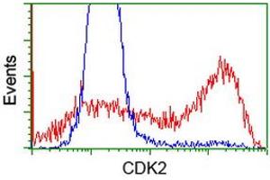 HEK293T cells transfected with either RC200494 overexpress plasmid (Red) or empty vector control plasmid (Blue) were immunostained by anti-CDK2 antibody (ABIN2454524), and then analyzed by flow cytometry. (CDK2 Antikörper)