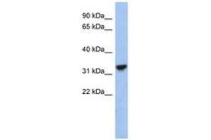 Image no. 1 for anti-Cytochrome C1 (CYC1) (C-Term) antibody (ABIN6743610) (Cytochrome C1 Antikörper  (C-Term))