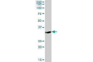 DHRS1 MaxPab polyclonal antibody. (DHRS1 Antikörper  (AA 1-313))