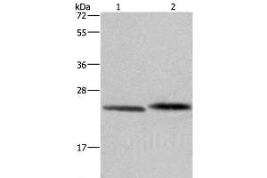 Western Blot analysis of Human prostate tissue and Raji cell using GLO1 Polyclonal Antibody at dilution of 1:400 (GLO1 Antikörper)